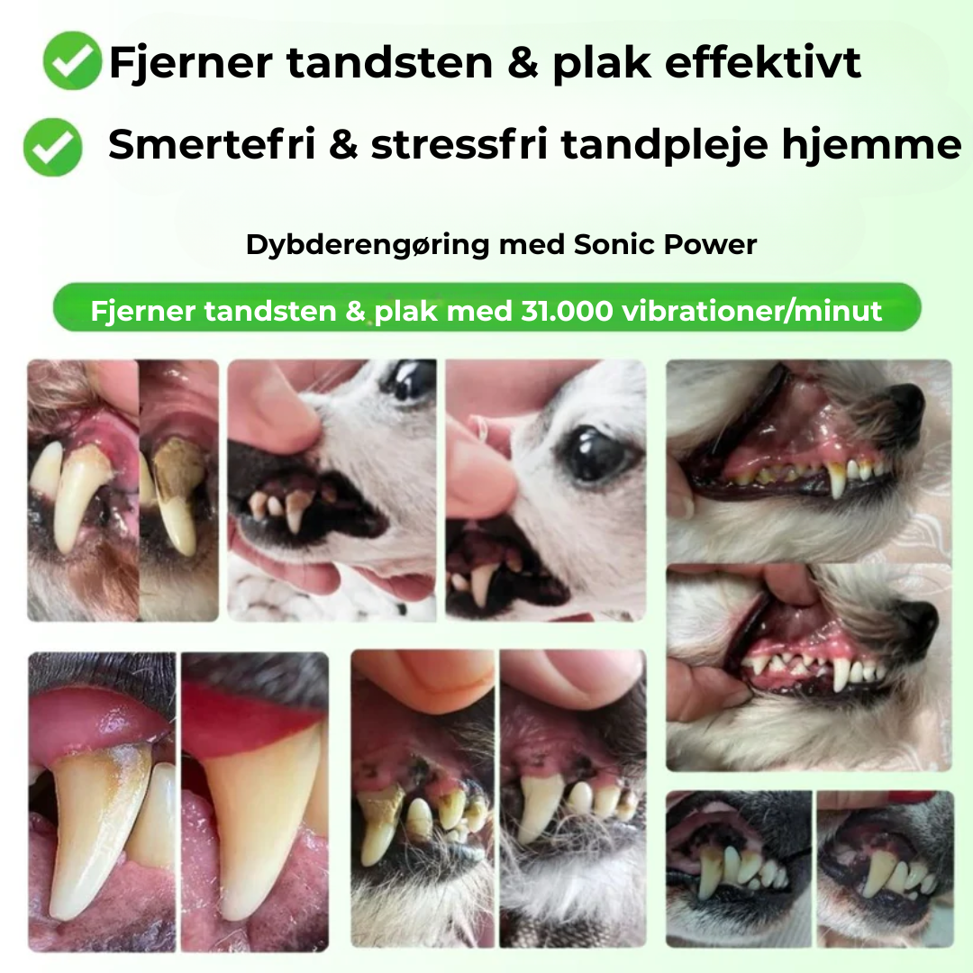 PawSafe® | 3-i-1 Kit – Säkert tandvård hemma