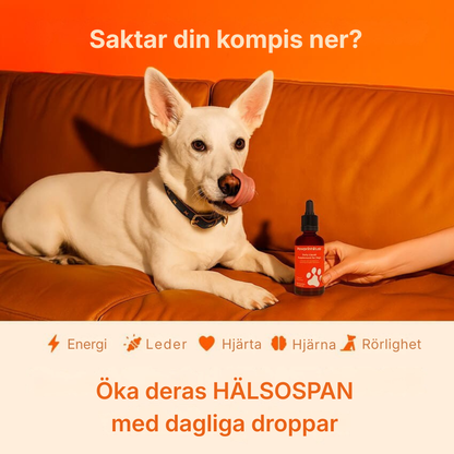 Pawora® | Nanoliposomala droppar som bevisligen ger mer energi, mindre värk och bättre koncentration redan från och med kvällens middag