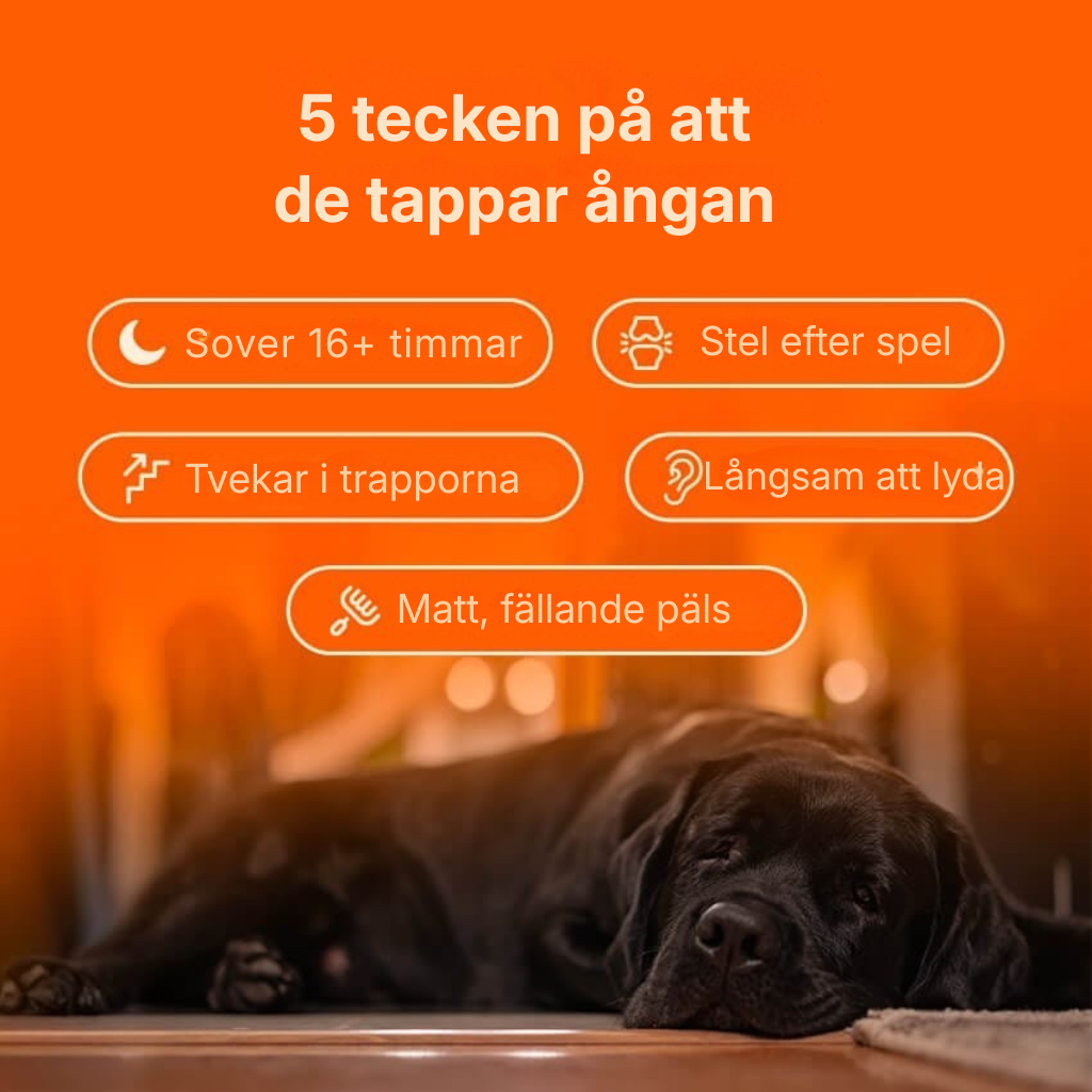 Pawora® | Nanoliposomala droppar som bevisligen ger mer energi, mindre värk och bättre koncentration redan från och med kvällens middag