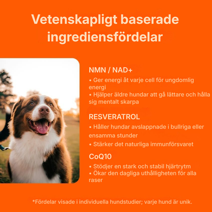 Pawora® | Nanoliposomala droppar som bevisligen ger mer energi, mindre värk och bättre koncentration redan från och med kvällens middag