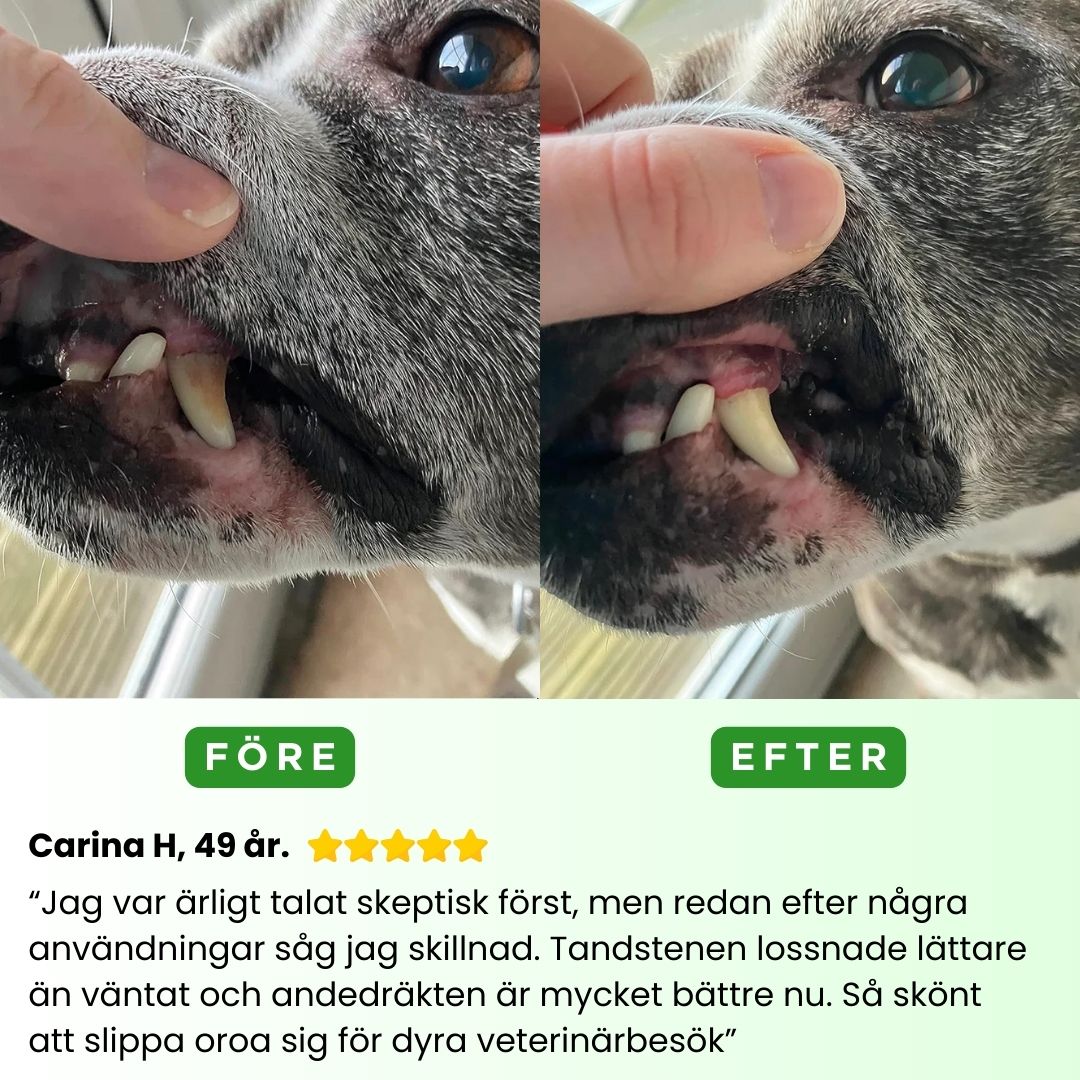 PawSafe® | 3-i-1 Kit – Säkert tandvård hemma