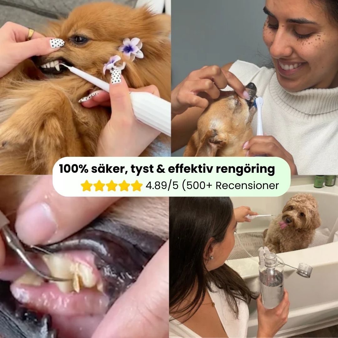 PawSafe® | 3-i-1 Kit – Säkert tandvård hemma